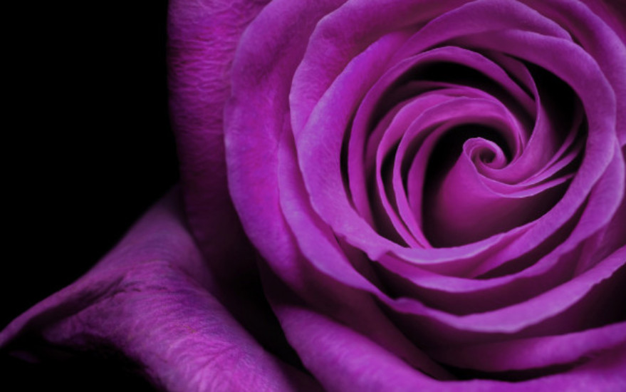 roses-from-concrete